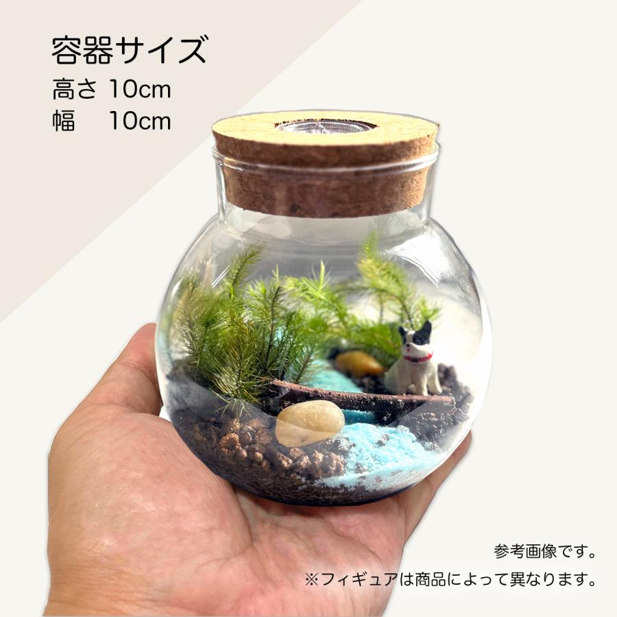 LEDライト付 苔テラリウム キット カワウソ フィギュア 10cm