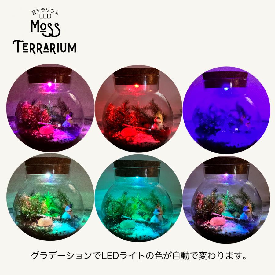 LEDライト付 苔テラリウム キット カワウソ フィギュア 10cm