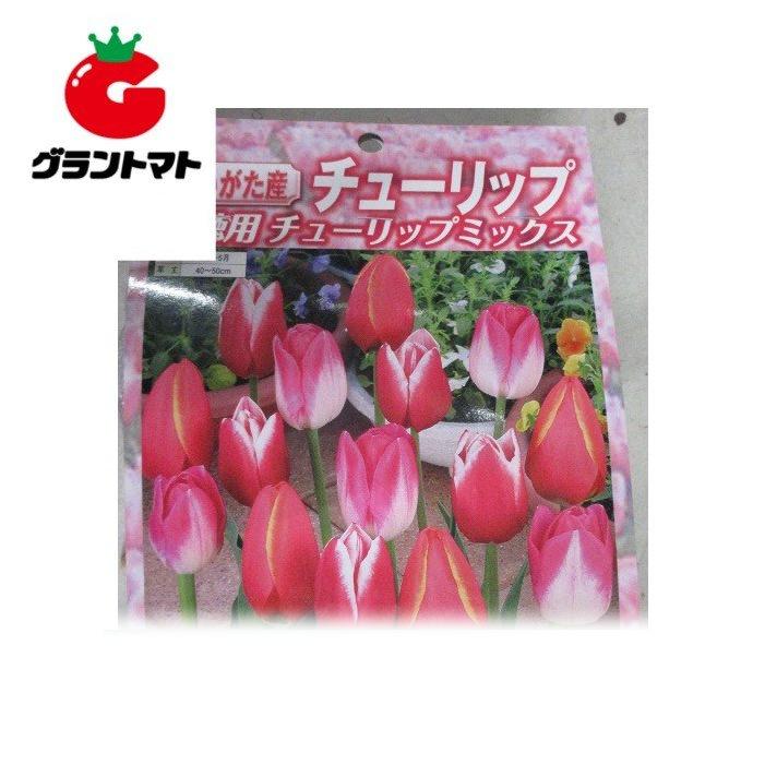 チューリップ球根 徳用 二色咲 色複数種混合 50球入り 新潟県産 【赤黄