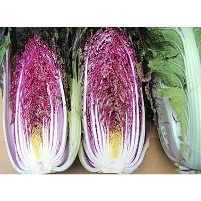 93 Off 送料無料 紫奏子 白菜 40粒 野菜種子 小袋 ナント種苗 ネコポス Whitesforracialequity Org