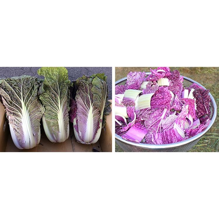 93 Off 送料無料 紫奏子 白菜 40粒 野菜種子 小袋 ナント種苗 ネコポス Whitesforracialequity Org