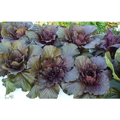 93 Off 送料無料 紫奏子 白菜 40粒 野菜種子 小袋 ナント種苗 ネコポス Whitesforracialequity Org