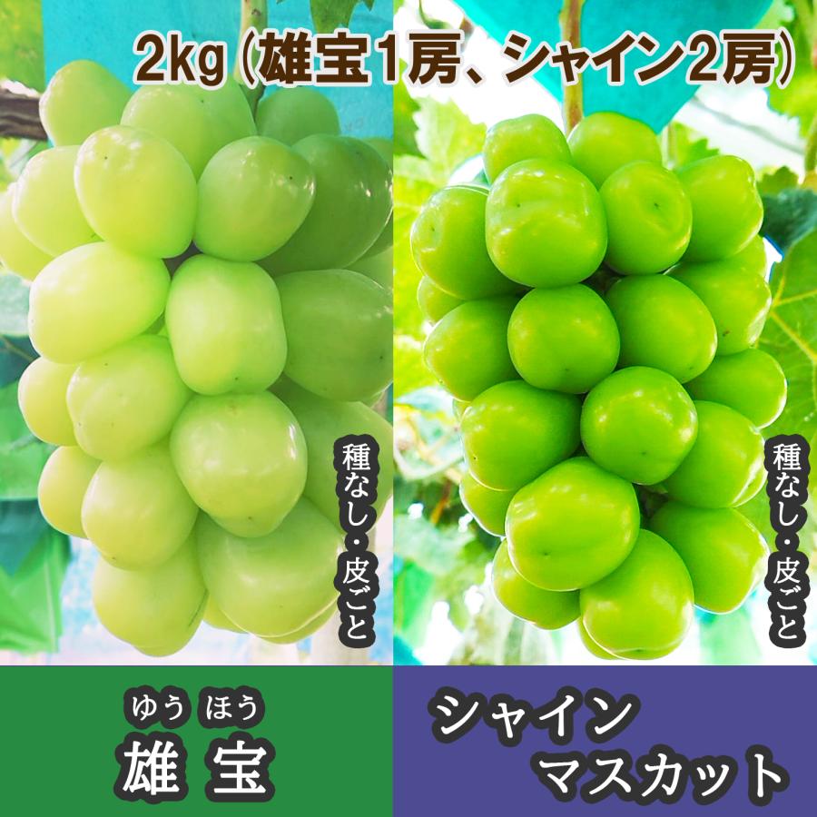 ベーリーA、巨峰、ナガノ、ブラック、雄宝、シャイン 果物