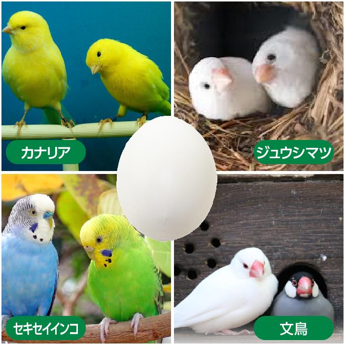 偽卵 4個セット 擬卵 ダミー卵  セキセイインコ 小鳥 繁殖 産卵 抱卵｜greatful｜03