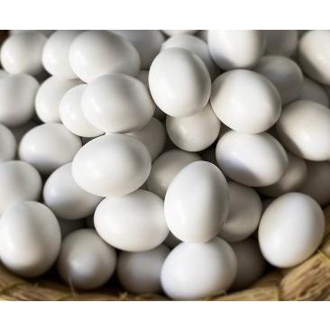 偽卵 4個セット 擬卵 ダミー卵  セキセイインコ 小鳥 繁殖 産卵 抱卵｜greatful｜04