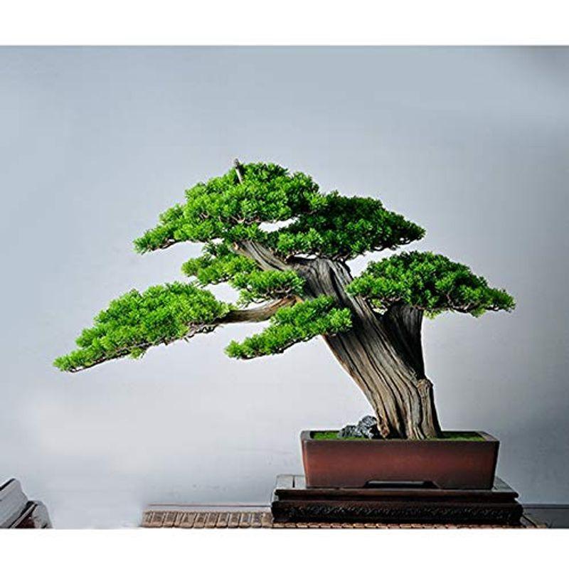 特価 公式 通販 人工盆栽松 人工松の木盆栽人工鉢植えの鉢植えの植物屋内玄関の緑の植物の装飾中国の屋内装飾の偽の木の陶磁器の植木鉢と のどの鉢植え Yahoo ショッピング Greatseven 直販割引品 Zap Kempkes De