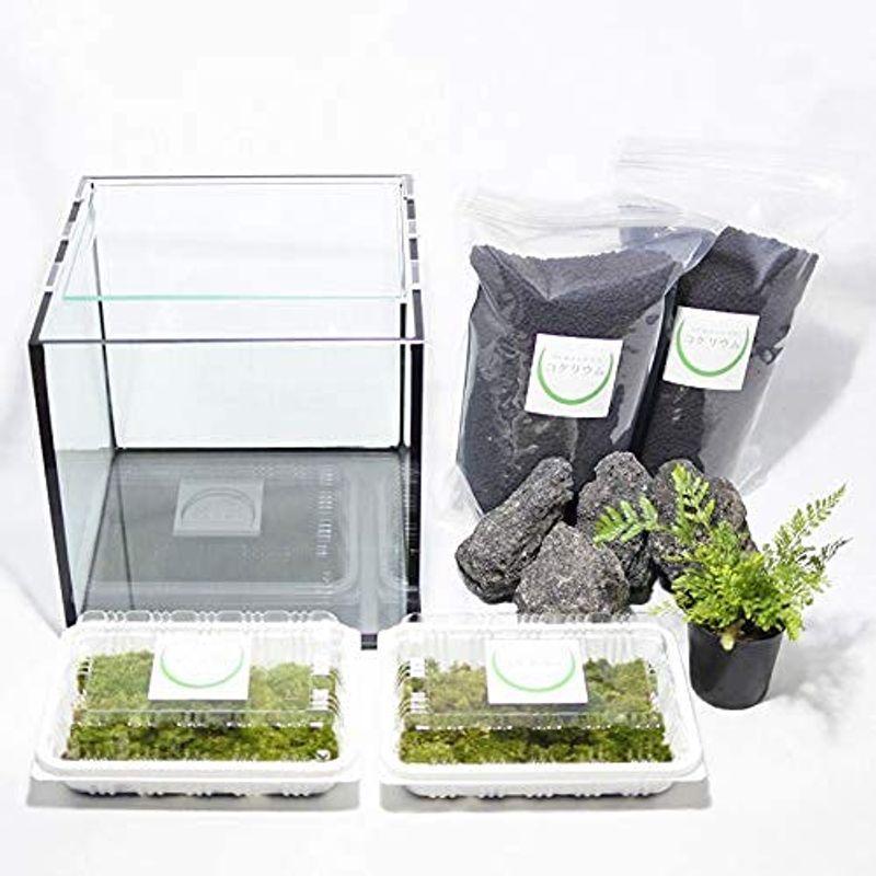 コケのインテリア コケリウム 栽培キット テラリウム キット 苔盆栽 セット コケリウムキット 黒溶岩石の森 フタ付 熱い販売