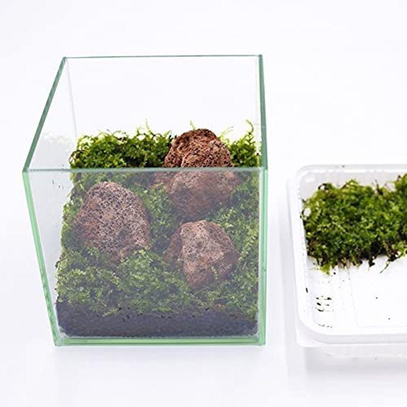 大注目 コケのインテリア コケリウム 栽培キット テラリウム キット 苔盆栽 セット コケリウムキット 赤溶岩石の森 フタ付 新しいコレクション Turningheadskennel Com