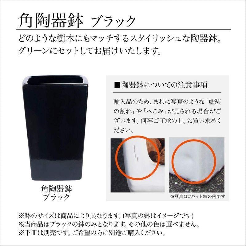 ★最終価格★ 七夕飾り 笹 竹 造花 人工 大型 バンブー(竹)Ｌ 200cm 黒鉢（陶器製） 和モダン 七夕 笹 飾り フェイクグリーン 人工観葉植物 【DGJ7007478386】(24728円)