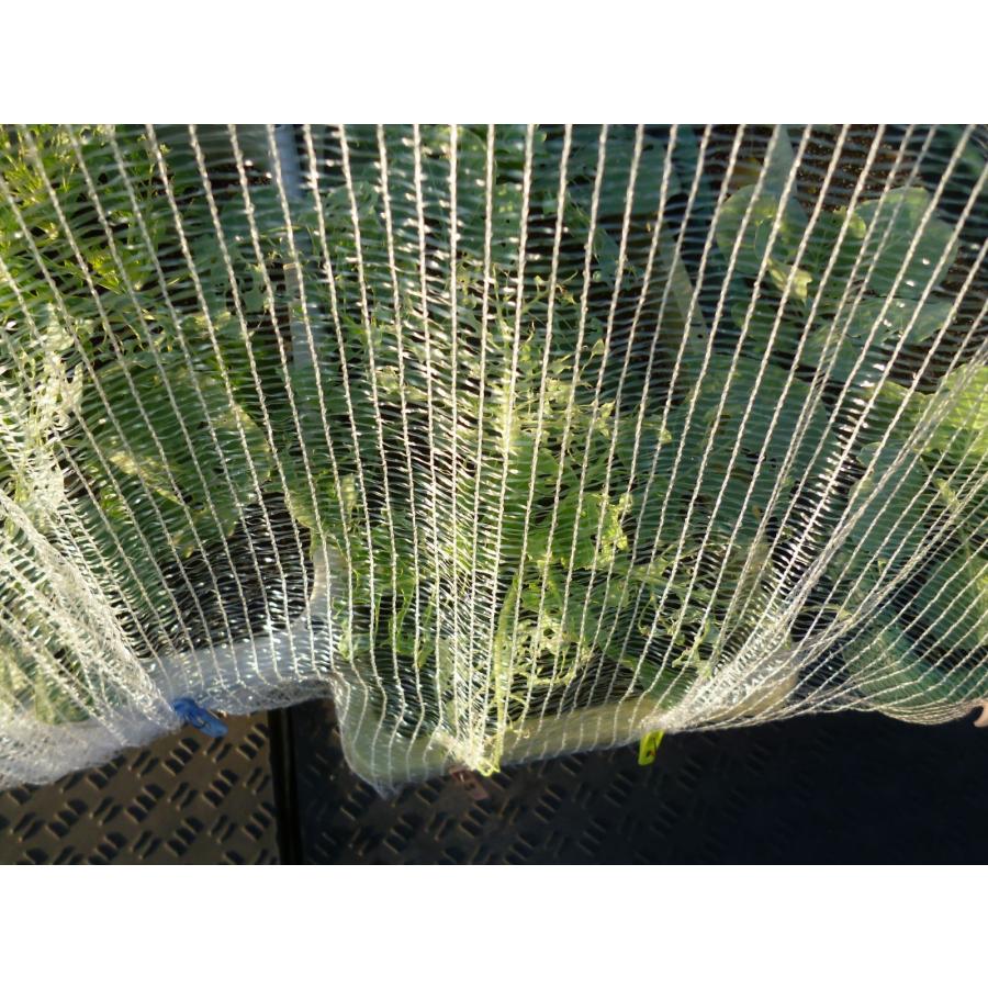 虫よけくん　1.5ｍ×10ｍ　超軽量　虫よけ　防虫ネット　キャベツ　白菜　レタス　透光性　透水性　細かい編み目で効果的に虫をブロックして食害を防ぎます |  | 04