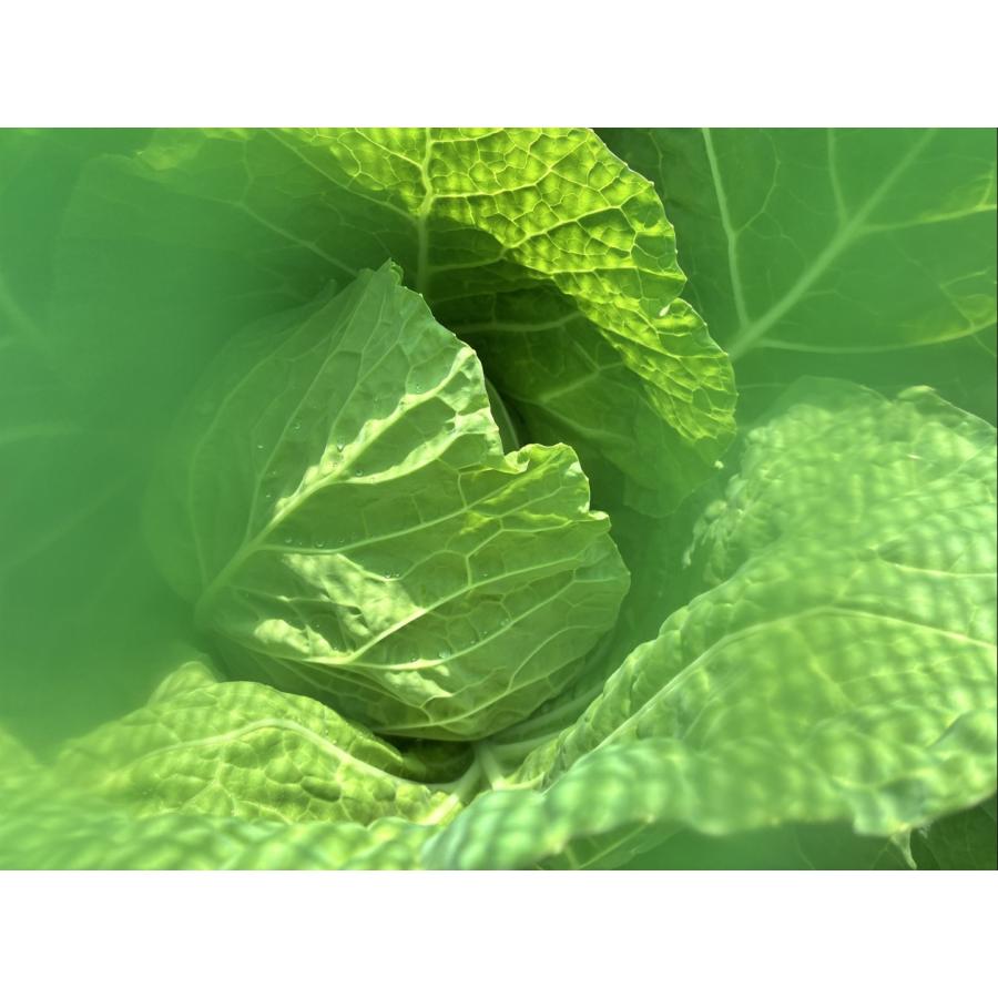虫よけグリーン　1.5×5ｍ　虫よけ　プランター栽培に　防虫　編み目が細かい　オールシーズン　中が見えにくい緑の防虫ネット　コスパの良いポリエチレンネット |  | 06