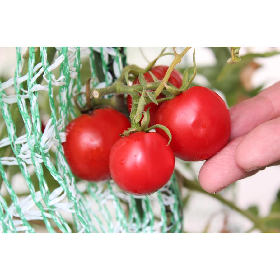 とりよけくん　1×1.5m　2枚セット　とっても軽い防鳥ネット　園芸　ガーデニング　果樹　伸縮ネット　保護カバー　プランターに最適　日本製 |  | 05