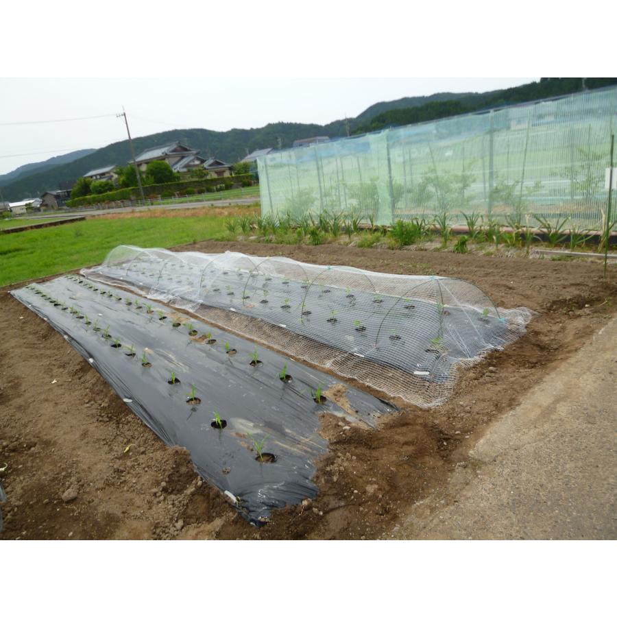 ホワイトメッシュ　1.6〜2×5ｍ　日本製　超軽量の防虫防鳥ネット　虫よけ　鳥よけ　ガーデニング　園芸　虫や鳥を寄せつけない特殊ツイスト編み |  | 01
