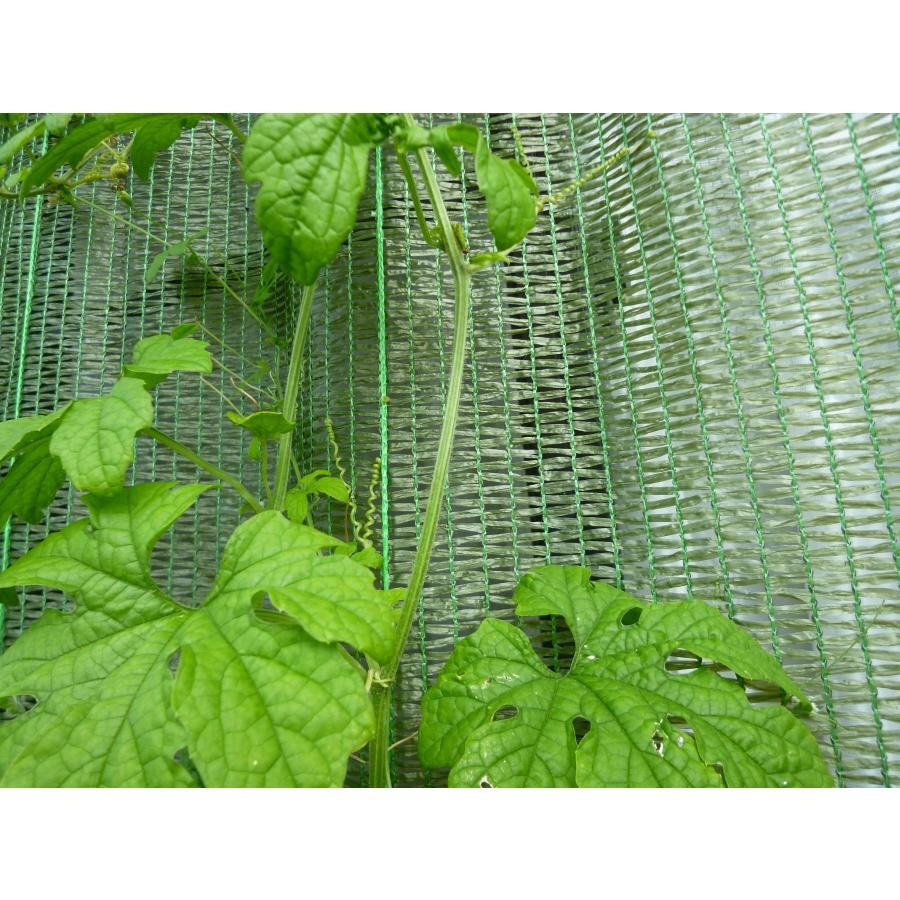 敷きわら 日本製 家庭菜園 敷きわらシート モスグリーン 1m×2ｍ 下敷き資材 軽量ネット 泥はね防止 病気対策 つる巻き促進  簡単設置 繰り返し使える |  | 02
