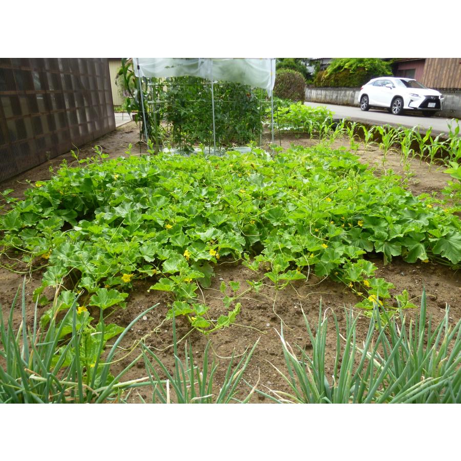 敷きわら 日本製 家庭菜園 敷きわらシート モスグリーン 1m×2ｍ 下敷き資材 軽量ネット 泥はね防止 病気対策 つる巻き促進  簡単設置 繰り返し使える |  | 04