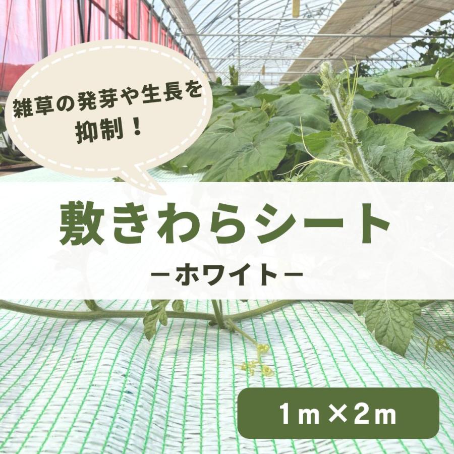 敷きわらシート ホワイト　1×2m  日本製　グングン育つツルまきシート　雑草対策　保温　遮光ネット　うり　スイカ　メロン　家庭菜園　農業　 | 