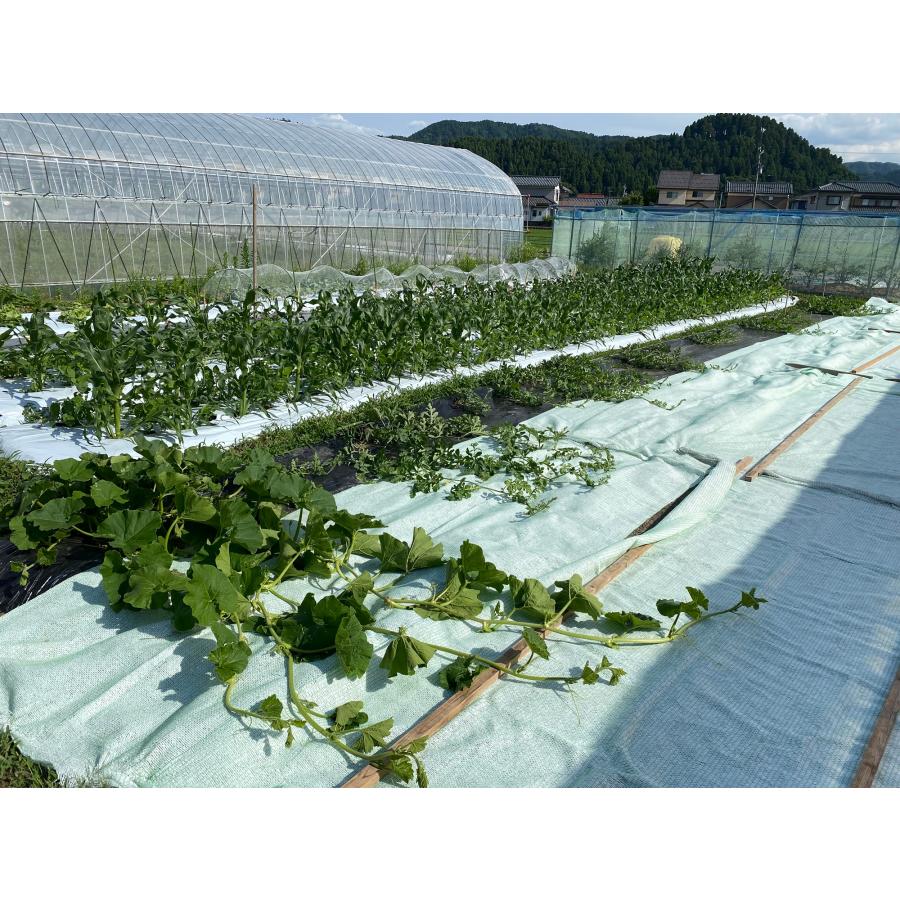 敷きわらシート ホワイト　1×2m  日本製　グングン育つツルまきシート　雑草対策　保温　遮光ネット　うり　スイカ　メロン　家庭菜園　農業　 |  | 05
