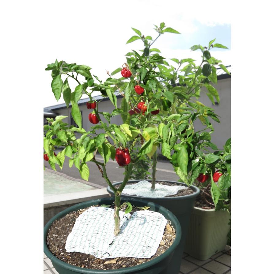 ひかるちゃんmini　5枚セット　25cm×25cm　日本製　生長促進シート　泥はね防止　虫よけ　ミニサイズ　光反射　イチゴ　バラ栽培　プランター　鉢 |  | 03