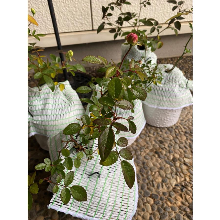 ひかるちゃんmini　5枚セット　25cm×25cm　日本製　生長促進シート　泥はね防止　虫よけ　ミニサイズ　光反射　イチゴ　バラ栽培　プランター　鉢 |  | 06