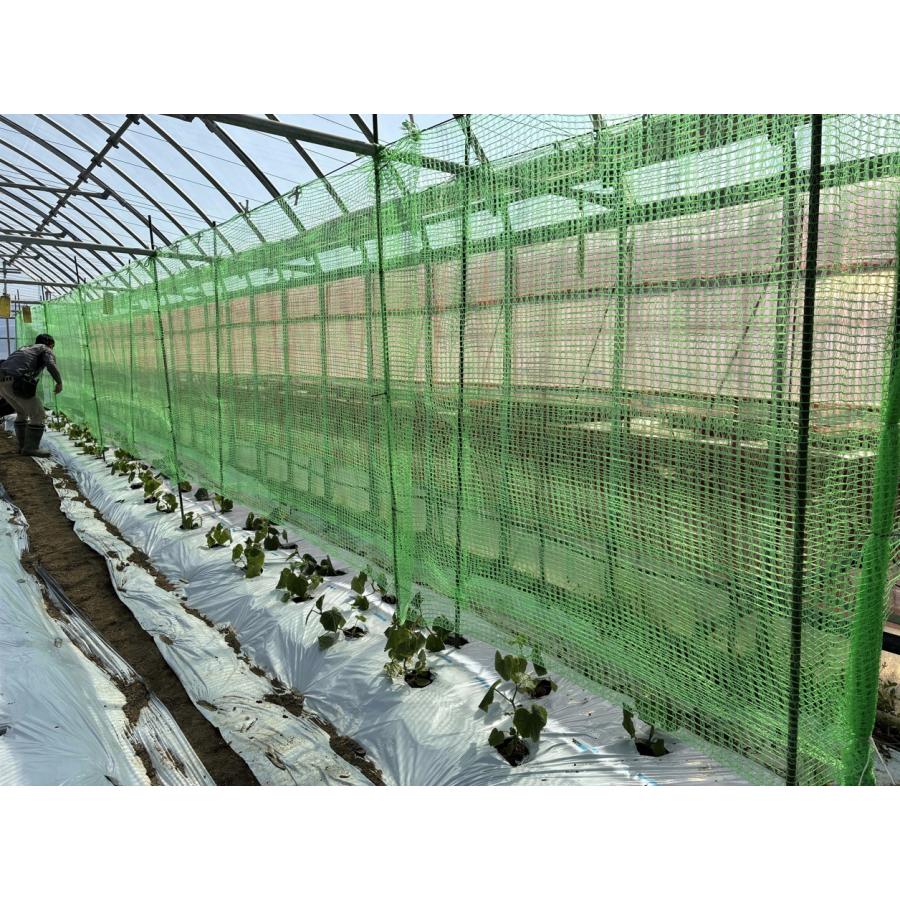 グリーンカーテン　2×5m  つる性の夏野菜やお花などの栽培に最適　緑のカーテン　エコロジー　キュウリ　ゴーヤ　アサガオ　軒先　二重編み構造ネット |  | 01