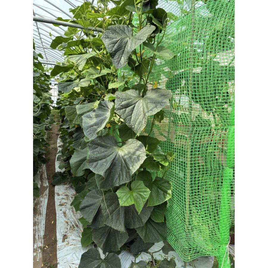 グリーンカーテン　2×5m  つる性の夏野菜やお花などの栽培に最適　緑のカーテン　エコロジー　キュウリ　ゴーヤ　アサガオ　軒先　二重編み構造ネット |  | 02