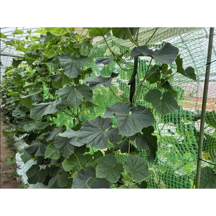 グリーンカーテン　2×5m  つる性の夏野菜やお花などの栽培に最適　緑のカーテン　エコロジー　キュウリ　ゴーヤ　アサガオ　軒先　二重編み構造ネット |  | 03