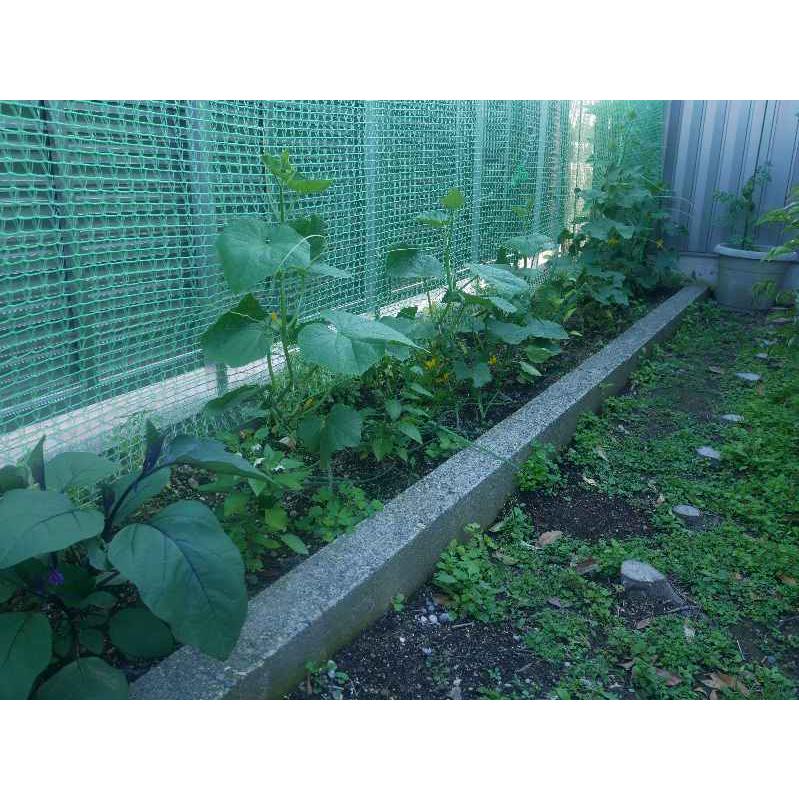 グリーンカーテン　2×5m  つる性の夏野菜やお花などの栽培に最適　緑のカーテン　エコロジー　キュウリ　ゴーヤ　アサガオ　軒先　二重編み構造ネット |  | 04