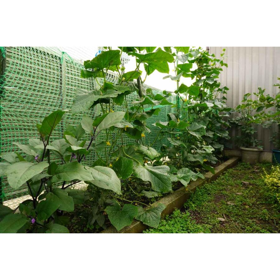 グリーンカーテン　2×5m  つる性の夏野菜やお花などの栽培に最適　緑のカーテン　エコロジー　キュウリ　ゴーヤ　アサガオ　軒先　二重編み構造ネット |  | 05