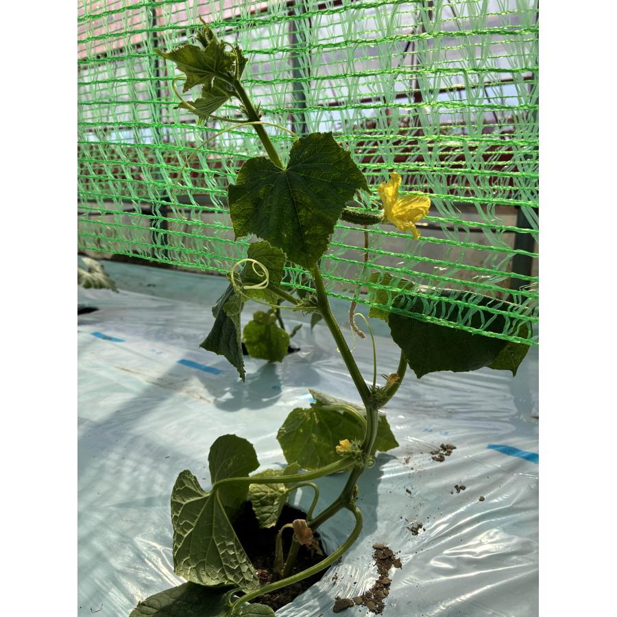 グリーンカーテン　2×5m  つる性の夏野菜やお花などの栽培に最適　緑のカーテン　エコロジー　キュウリ　ゴーヤ　アサガオ　軒先　二重編み構造ネット |  | 06