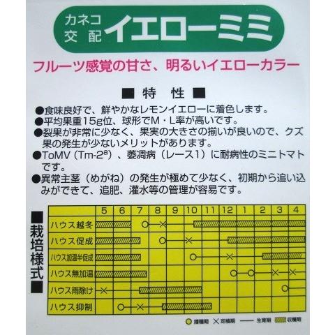 トマト　カネコ交配　イエローミミ　カネコのミニトマト種｜green-depo-1｜02