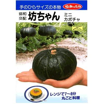 ミニ南瓜種 坊ちゃん 登録品種 みかど協和のミニカボチャ品種 : GREEN