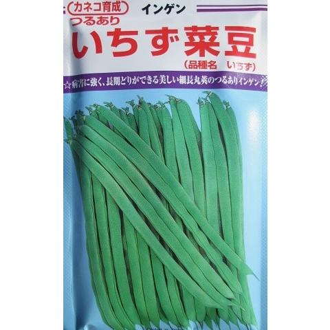 インゲン種 いちず カネコ種苗のつるありインゲン品種です。 : GREEN