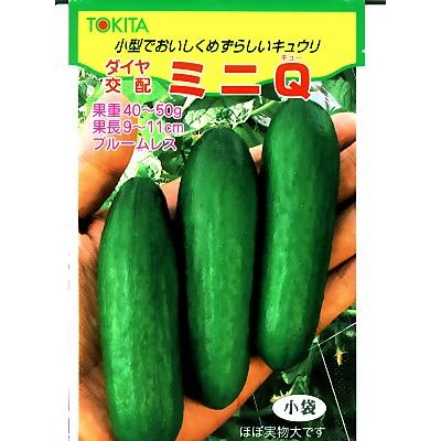 キュウリの種　ダイヤ交配・・・ミニＱ・・・＜トキタ種苗のミニキュウリの種です。種のことならお任せグリーンデポ＞｜green-depo-1