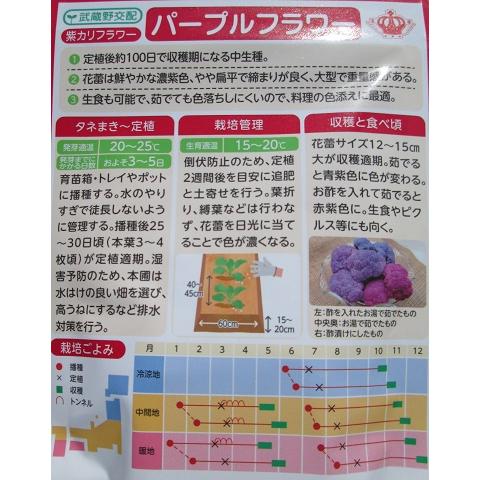 カリフラワー 武蔵野種苗園 三芳交配 パープルフラワー 武蔵野の紫