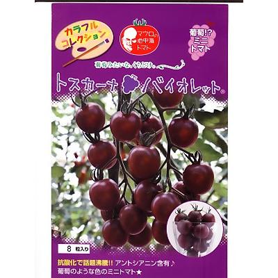 ミニトマト種子　トスカーナバイオレット　　　パイオニアエコサイエンスの紫ミニトマト品種です。