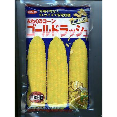 トウモロコシ種　サカタ交配　ゴールドラッシュ　サカタのタネのトウモロコシ品種　（2000粒入り）