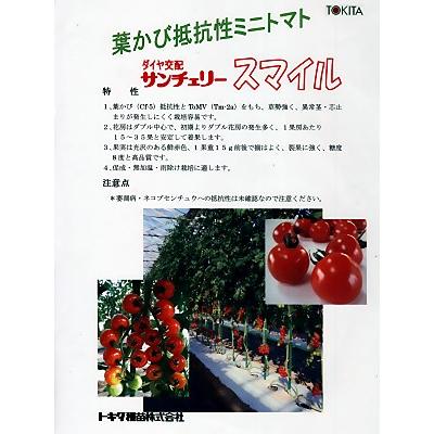 ミニトマト サンチェリースマイル トキタ種苗の葉かび抵抗性のミニトマトです 種の通販ならグリーンデポ Siddharthabiz Com