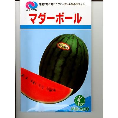 小玉スイカ種 みかど交配 マダーボール みかど協和の小玉スイカの種です Ypt Or Id