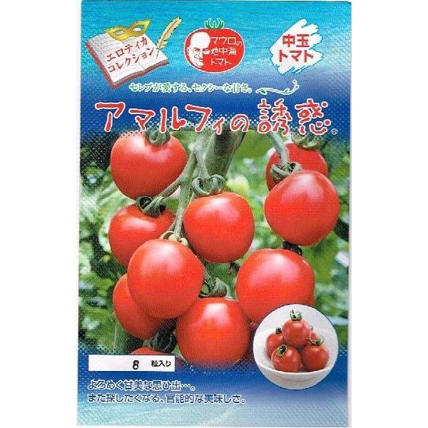 アマルフィの誘惑　パイオニアエコサイエンスの中玉トマト品種です。マウロの地中海トマト