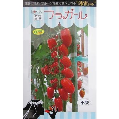 ダイヤ交配　フラガール　　　トキタ種苗のミニトマト品種です。