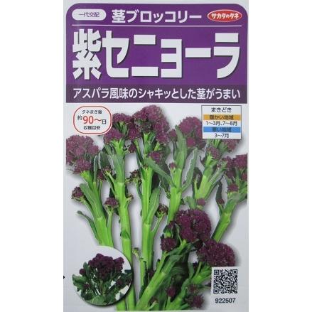 茎ブロッコリー 紫セニョーラ サカタのタネの茎ブロッコリー品種