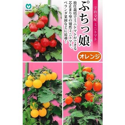 宇治交配 ぷちっ娘 オレンジ 丸種株式会社のミニトマト品種 : GREEN