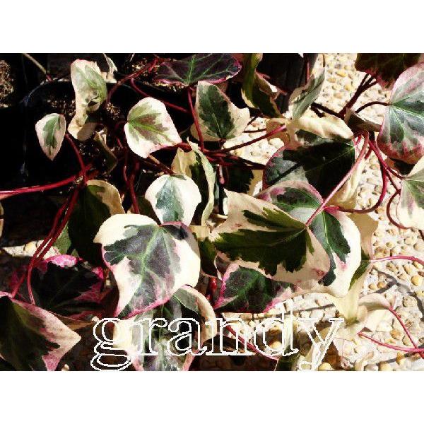 ヘデラ カナリエンシスバリエガータ 本 Mohmmadiyon Com