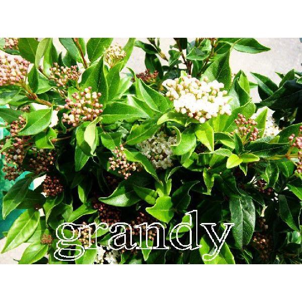 トキワガマズミ H900 1100mm 5本 Rainbowbookclub Org