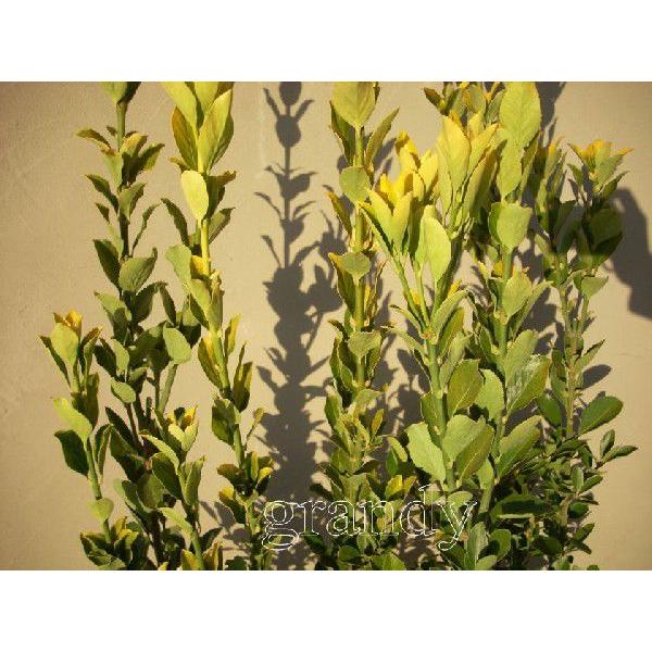 黄金マサキH900〜1100　30本