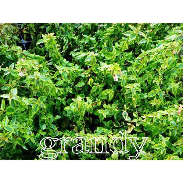 アベリア カレイドスコープ 10本 Tutores Com Br