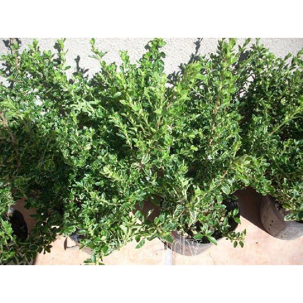 フイリハクチョウゲ 10本 Www Wearefromdust Org