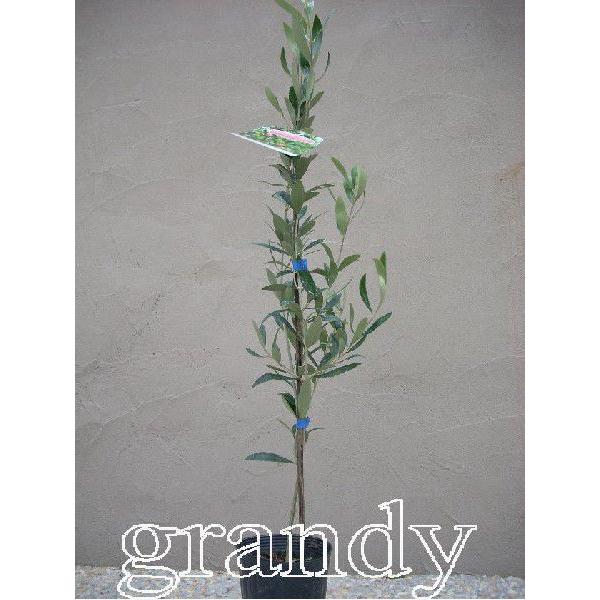 オリーブ ネバディロブランコ H900 1100 3本 Rainbowbookclub Org