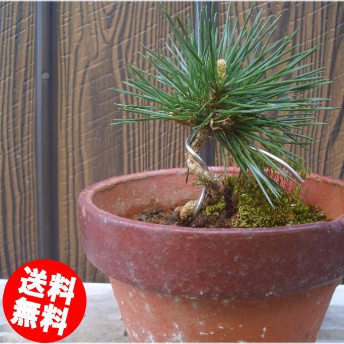 盆栽：黒松（クロマツ） 初心者向き : グリーン工房 - 通販