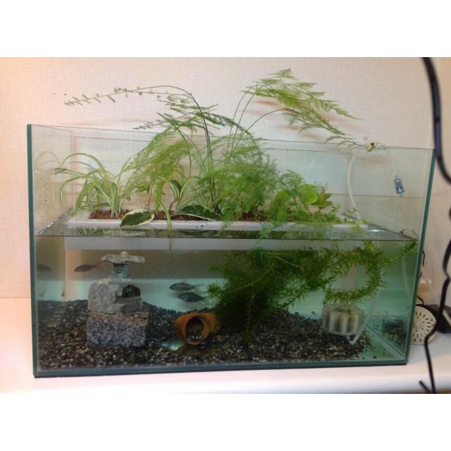 水に浮かせて野菜を育てる 浮かせてキット 水耕栽培キット お手軽 簡単に家庭菜園 初心者ガーデニング 収穫の歓び 手軽に菜園生活 Float1010 グリーン工房 通販 Yahoo ショッピング